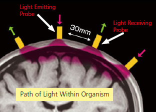 Detecting Near-Infrared Light Reflected from the Cerebral Cortex