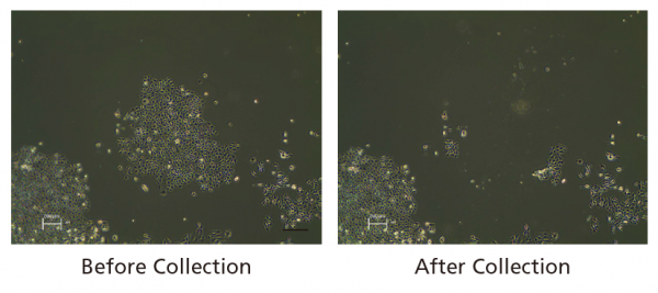 Images before and after Collection, Acquired with the CELL PICKER Automatic Image Capture Function