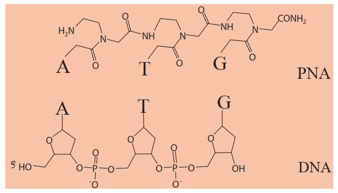 Fig. 1 Comparison of PNA and DNA illustrating differences in the backbone structure